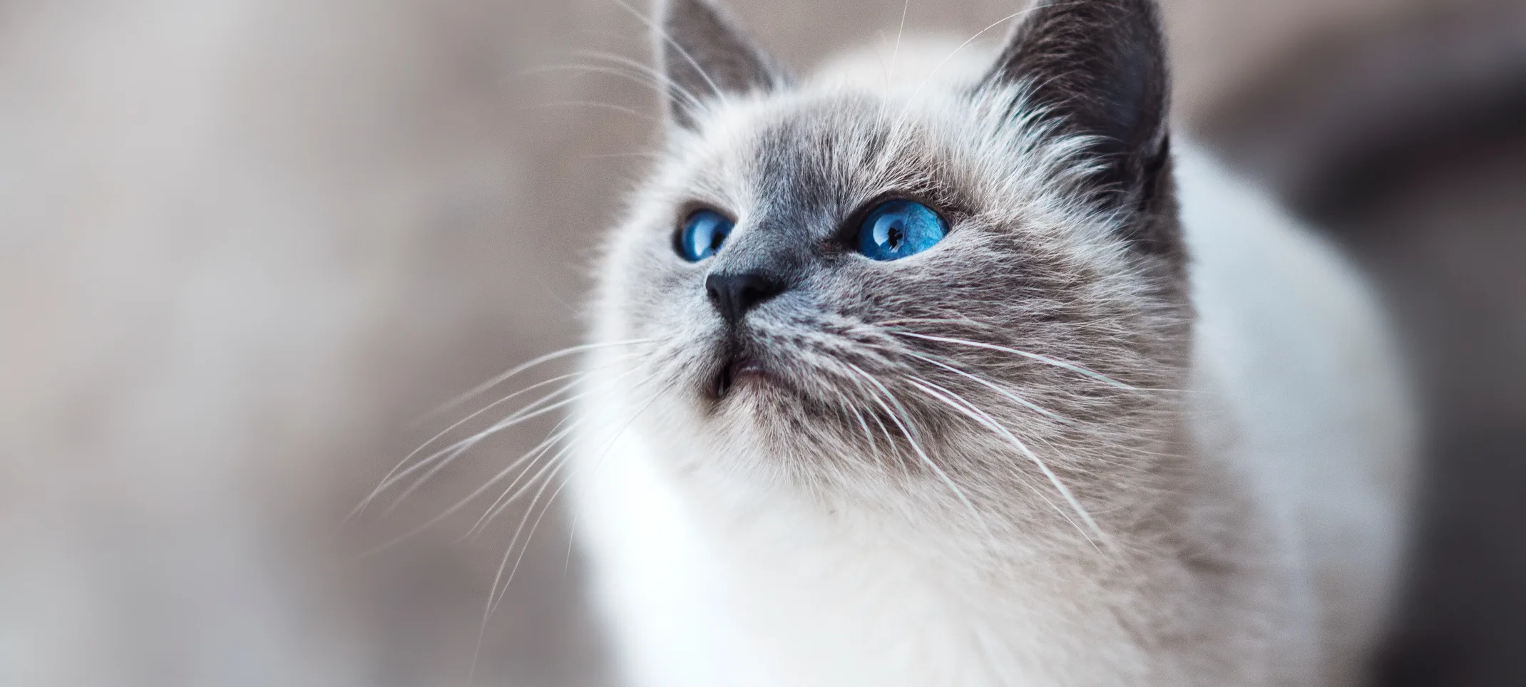 Cat with bright blue eyes looking up